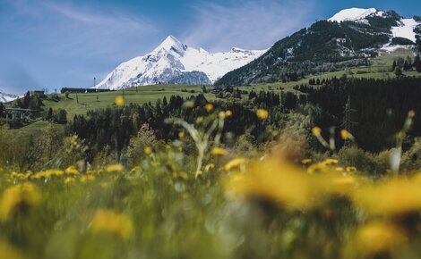 Gletscherfrühling am Kitzsteinhorn Kitzsteinhorn-Gletscher über grüner Landschaft mit gelben Blumen im Vordergrund